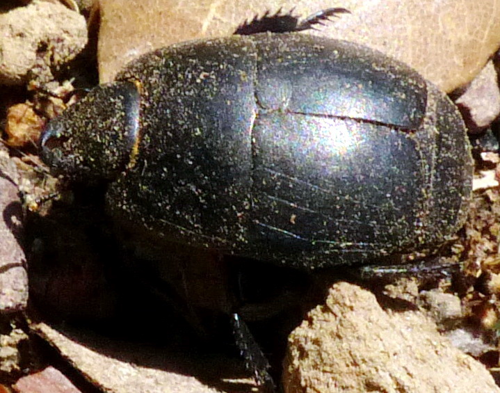 Histeridae: Pachylister inaequalis (cfr.) femmina.